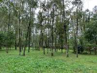 Hundeauslaufgebiet-Hundewiese Castrop-Rauxel-Bild