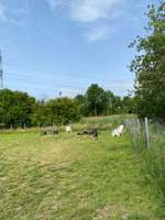 Hundeauslaufgebiet-Hundewiese Horneburg-Bild