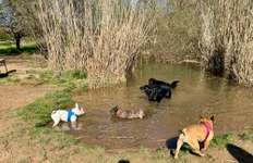 Hundeauslaufgebiet-Wasserloch, Hundespielplatz-Bild