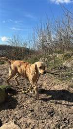 Hundeauslaufgebiet-Hundefreilaufwiese Mahndorfer See-Bild