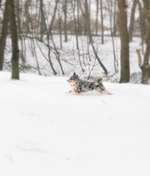 Hundeauslaufgebiet-Heide-Bild