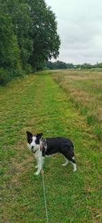 Hundeauslaufgebiet-Ehemaliger Rennplatz-Bild