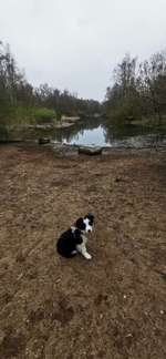 Hundeauslaufgebiet-Uni Wildnis-Bild