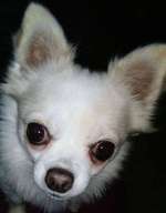 Hund in Gefahr-Beitrag-Bild