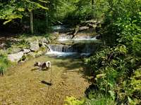 Hundeauslaufgebiet-Sagenraintobel-Bild