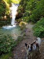 Hundeauslaufgebiet-Sagenraintobel-Bild