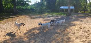 Hundeauslaufgebiet-Onkel Toms Hütte-Bild