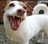 Lachen😀 eure Hunde auch so gerne😂-Beitrag-Bild