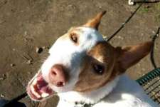 Lachen😀 eure Hunde auch so gerne😂-Beitrag-Bild