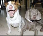 Lachen😀 eure Hunde auch so gerne😂-Beitrag-Bild