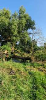 Hundeauslaufgebiet-Hundebade Strand-Bild