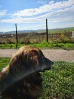 Hundeauslaufgebiet-Schloss Liedberg-Bild