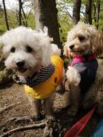 Hundeauslaufgebiet-Bolmke-Bild