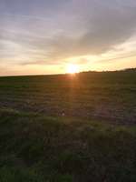 Hundeauslaufgebiet-Feld beim Obi-Bild