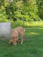 Hundeauslaufgebiet-Osteeler Hundewiese-Bild