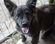 Welche Rasse könnte dies sein?-Beitrag-Bild