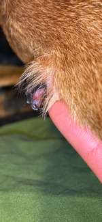 Kralle eingerissen-Beitrag-Bild