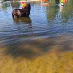 Hundestrand-Nanke's Café am Luisenbad-Bild