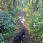 Hundestrand-Nanke's Café am Luisenbad-Bild