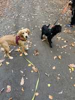 Hundeauslaufgebiet-Werdauer Wald-Bild
