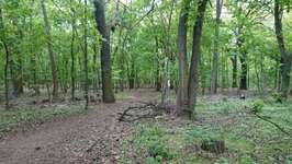 Hundeauslaufgebiet-Am Stößensee Spandau Nord-Bild