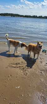 Hundeauslaufgebiet-Strandflächen Falkensteiner Ufer-Bild