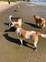 Hundeauslaufgebiet-Wedel-Bild