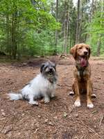 Hundeauslaufgebiet-Hundewald Christianslust-Bild