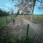 Hundeauslaufgebiet-Hundewiese Biblis-Bild