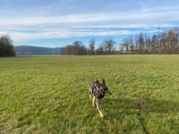 Hundeauslaufgebiet-Mainauen Frankenberg-Bild