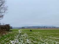 Hundeauslaufgebiet-Mainauen Frankenberg-Bild