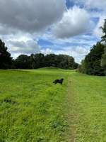 Hundeauslaufgebiet-Stellinger Schweiz-Bild