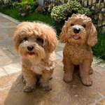 Ersteller:in Ilo Profilbild