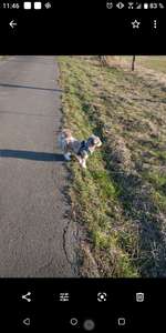 Hundeauslaufgebiet-Reuterweg-Bild