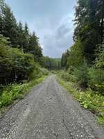 Hundeauslaufgebiet-Rundwanderwege im Wald-Bild