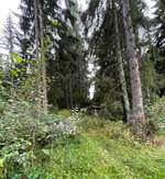 Hundeauslaufgebiet-Rundwanderwege im Wald-Bild