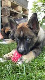 Welpen Panik?-Beitrag-Bild