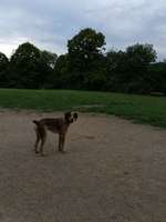 Hundeauslaufgebiet-Hagen Haspe-Bild