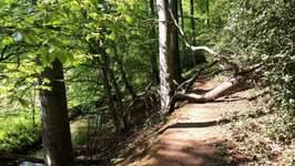 Hundeauslaufgebiet-Steinbruch Prangenhaus-Bild