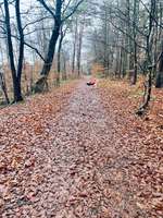 Hundeauslaufgebiet-Neuklostersee-Bild