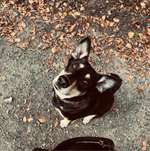 Ersteller:in Chanti Profilbild