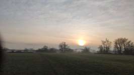 Hundeauslaufgebiet-Hochheimer Mainwiese-Bild