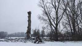 Hundeauslaufgebiet-Hochheimer Mainwiese-Bild