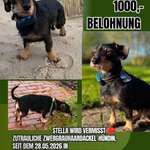 Suchmeldung-Stella-Bild