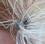 Kralle am Schwanzende?-Beitrag-Bild