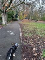 Hundeauslaufgebiet-Südweststadt-Bild