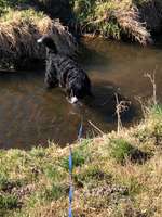 Hundeauslaufgebiet-Arzer Wiese und Inndamm-Bild