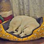 Suchmeldung-Ameli-Bild