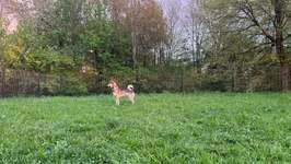 Hundeauslaufgebiet-Hundeauslauf Kochertalbrücke Nord-Bild