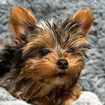 Ersteller:in Uschi Profilbild